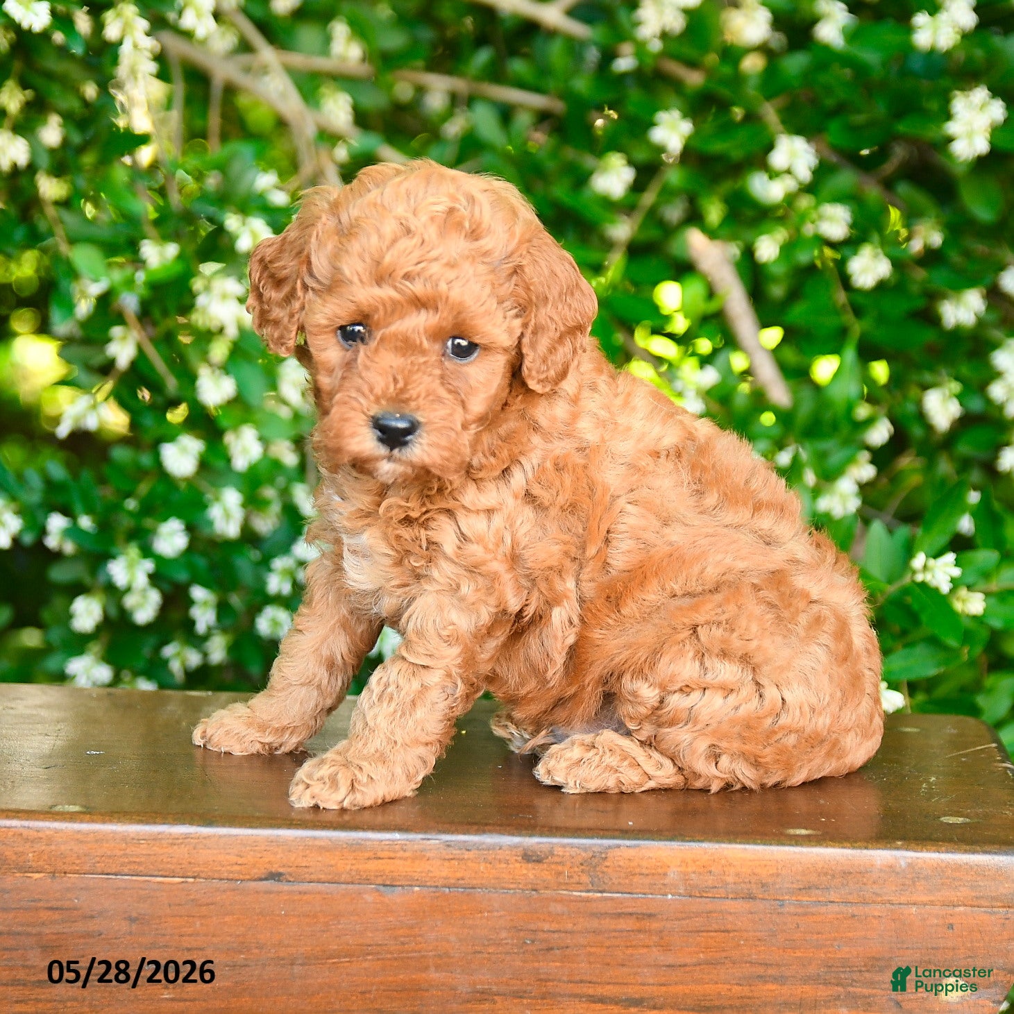 Miniature Poodle dogs Parker - Ad 2