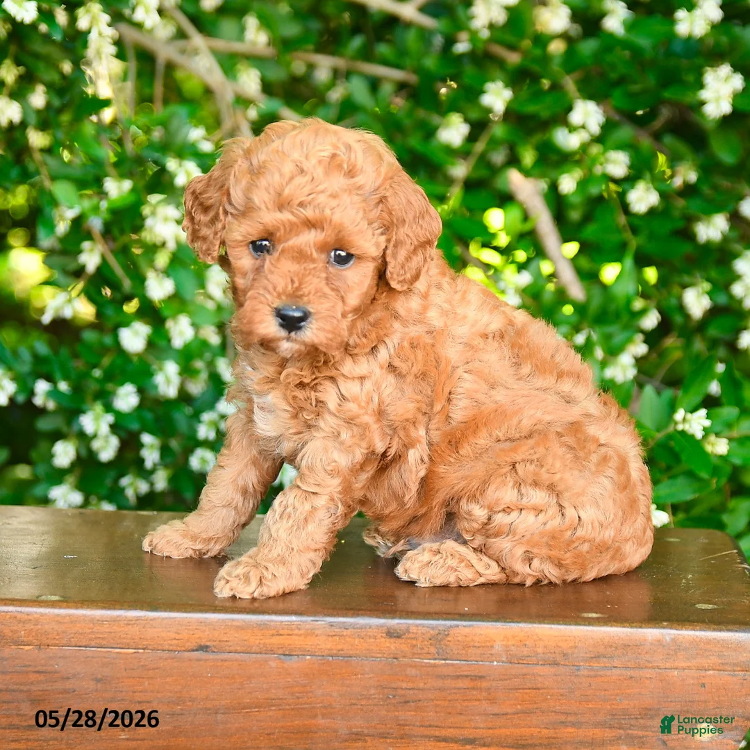 Miniature Poodle dogs for sale: Parker - Ad 2