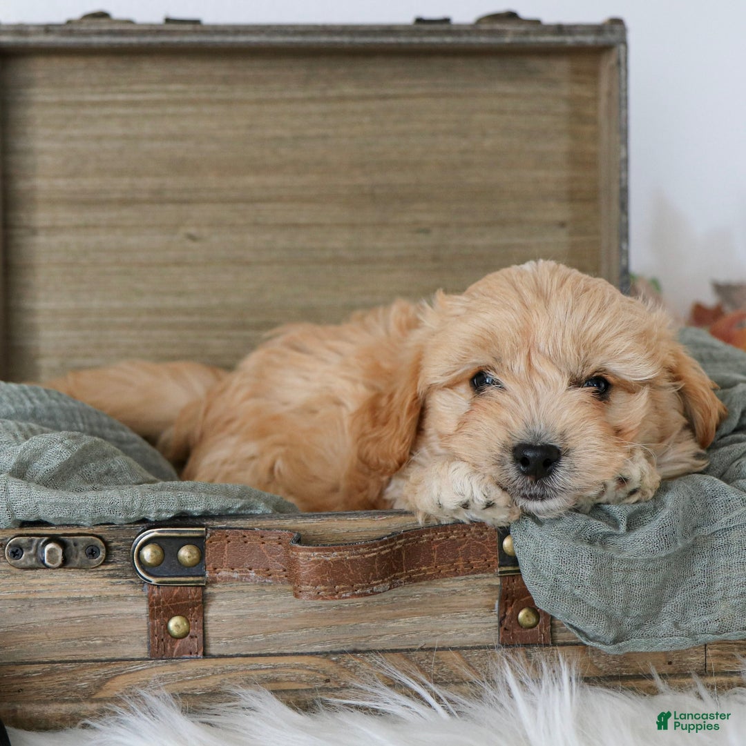 Cavapoo dogs for sale: Queen  - Ad 2