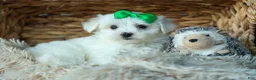 Maltese dogs for sale: PACO - Ad 17