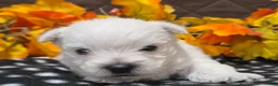 West Highland Terrier dogs for sale: Zayden - Ad 5