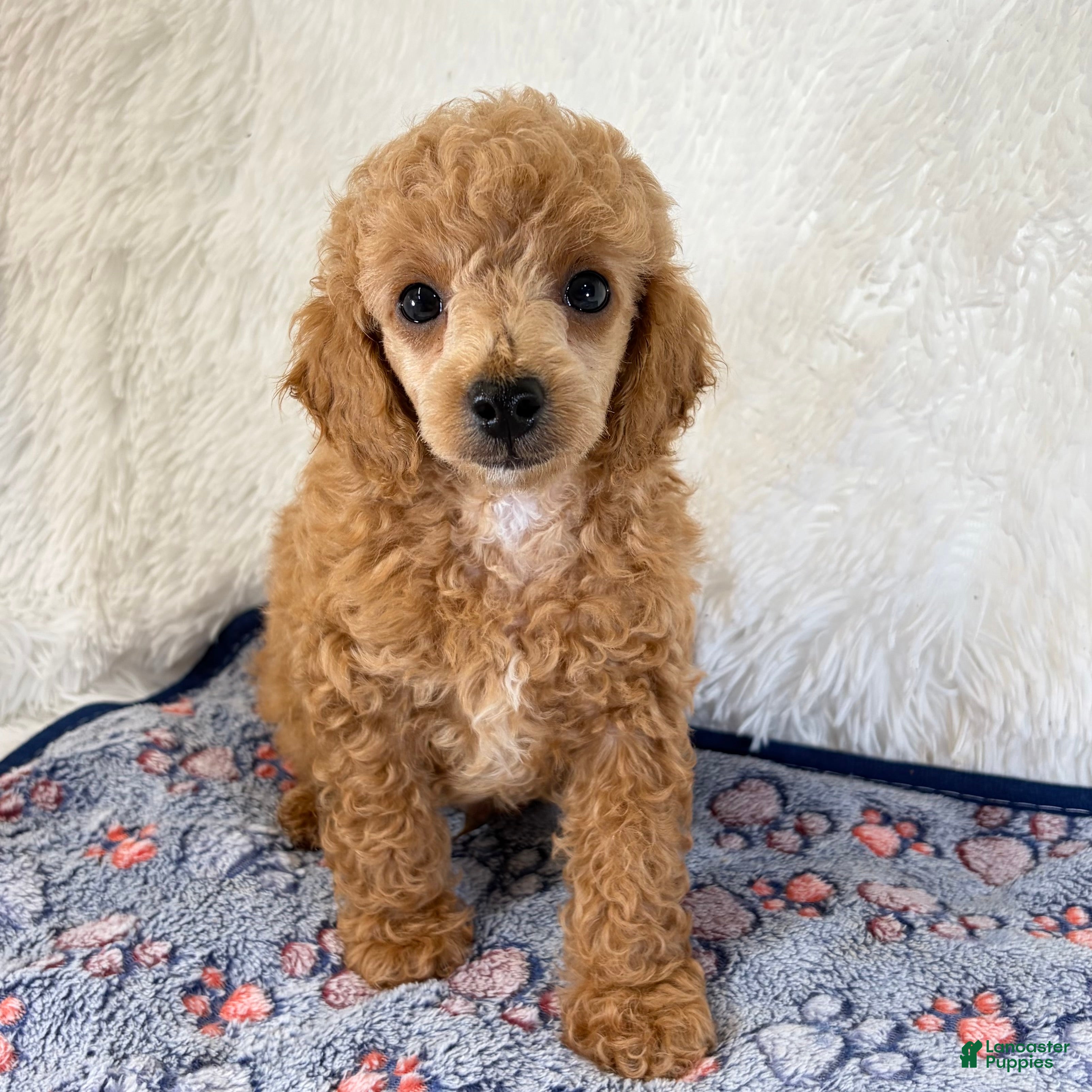 Toy Poodle dogs Bear - Ad 17