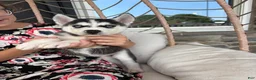 Siberian Husky dogs for sale: Siberian Husky 3 - Ad 3