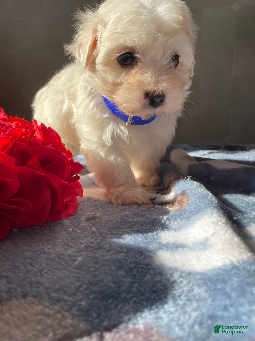 Maltese dogs for sale: Luna - Ad 3