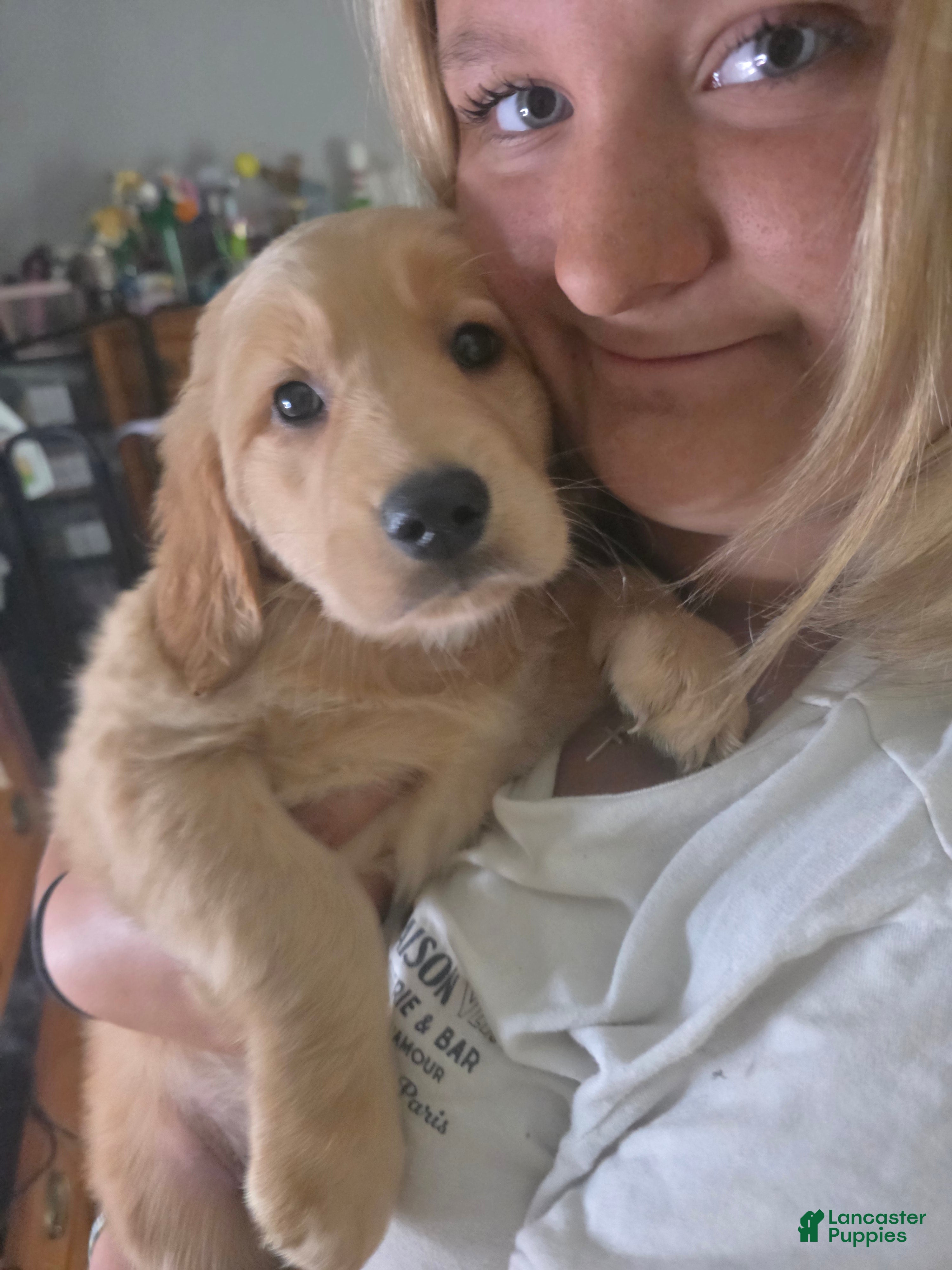 Golden Retriever dogs Virgina (purple) - Ad 41