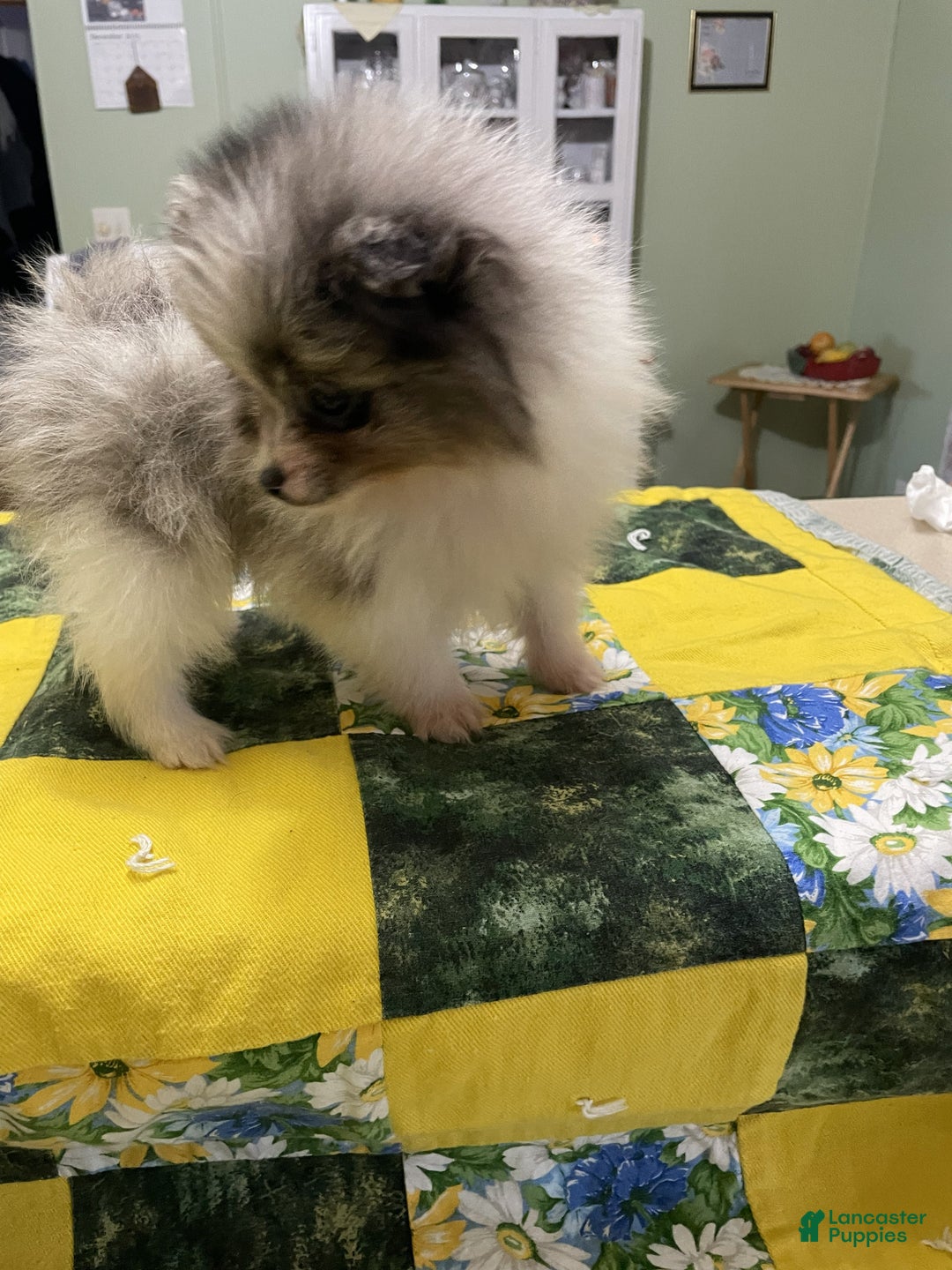 Pomeranian dogs for sale: Pomeranian Puppy 3 Rylan - Ad 1