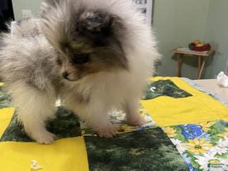 Pomeranian dogs Pomeranian Puppy 3 Rylan - Ad 36