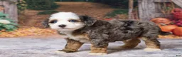 Bernedoodle dogs for sale: Kobe - Ad 3