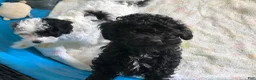 Cavapoo dogs for sale: Walker - Ad 6