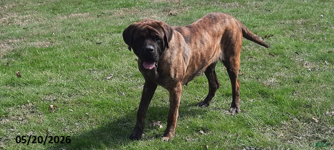 English Mastiff dogs for sale: Shadow - Ad 1