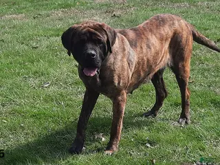 English Mastiff dogs for sale: Shadow - Ad 2