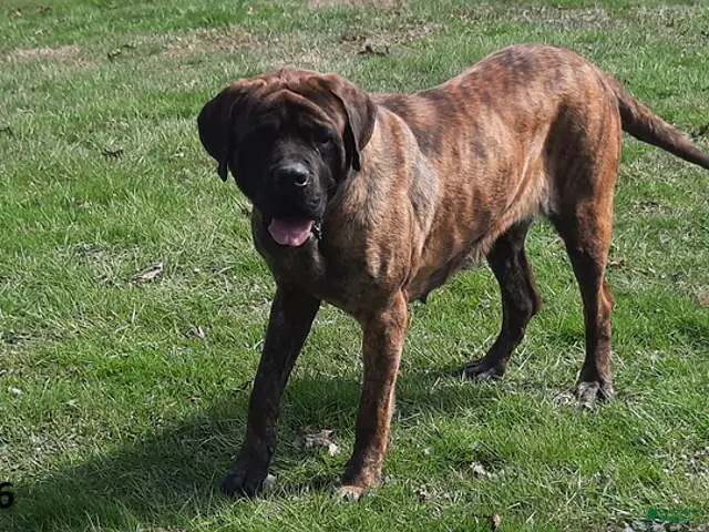 English Mastiff dogs Shadow - Ad 1