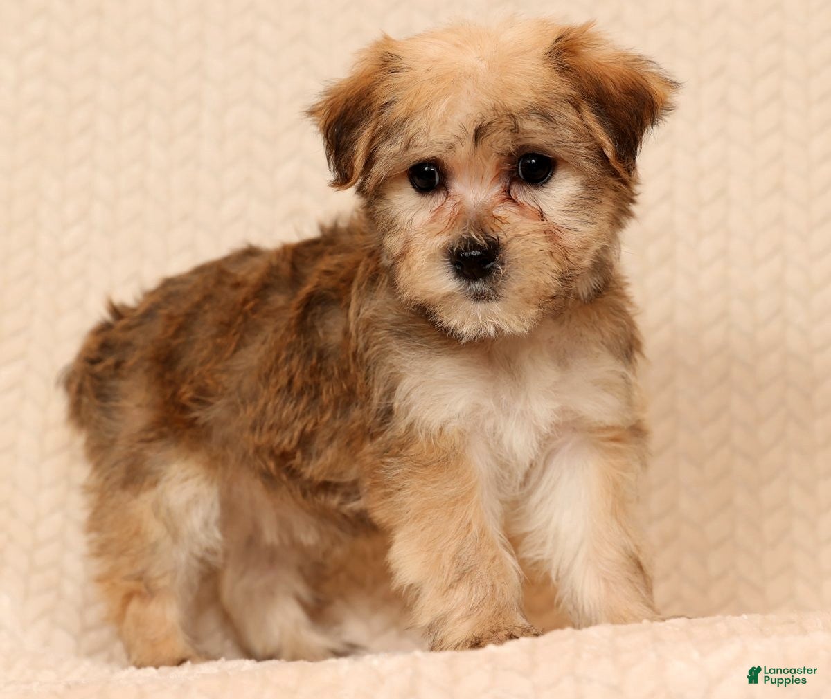 Yochon dogs Sophia - Ad 24