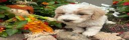 Miniature Poodle dogs for sale: Toby - Ad 4
