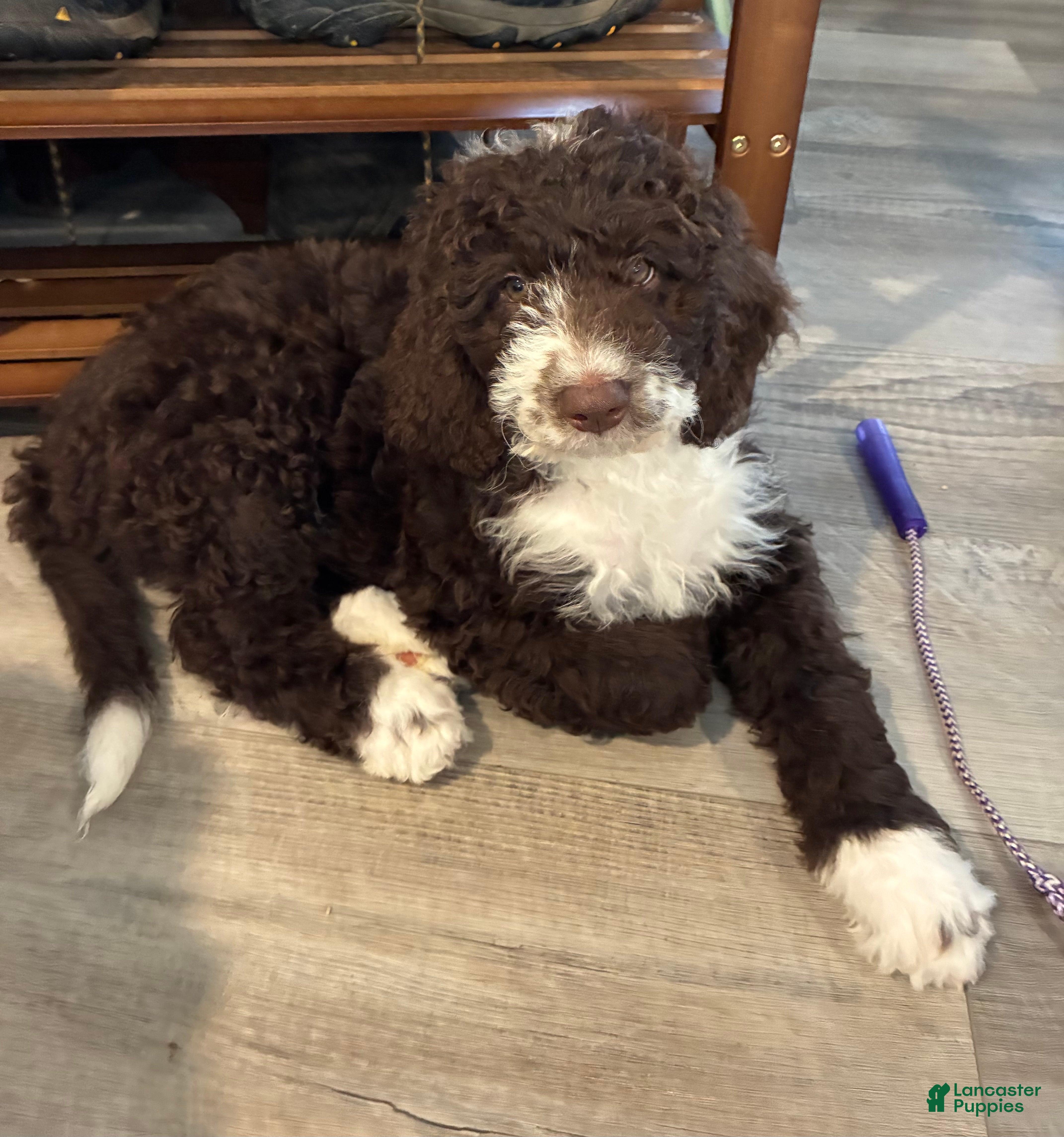 Bernedoodle dogs for sale: Bernedoodle Girl Olivia - Ad 1