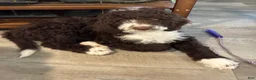 Bernedoodle dogs for sale: Bernedoodle Girl Olivia - Ad 1