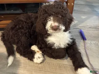 Bernedoodle dogs for sale: Bernedoodle Girl Olivia - Ad 1