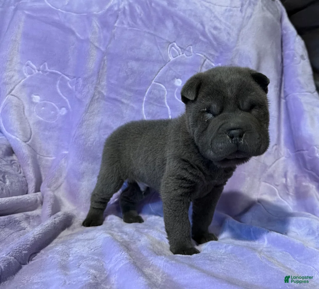 Shar Pei dogs for sale: Sulley - Ad 1