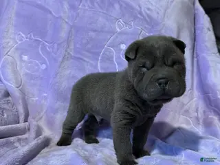 Shar Pei dogs Sulley - Ad 6