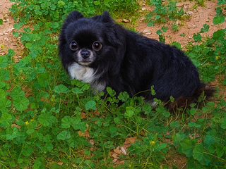 Chihuahua dogs Full AKC Adult Russian Male - Ad 3