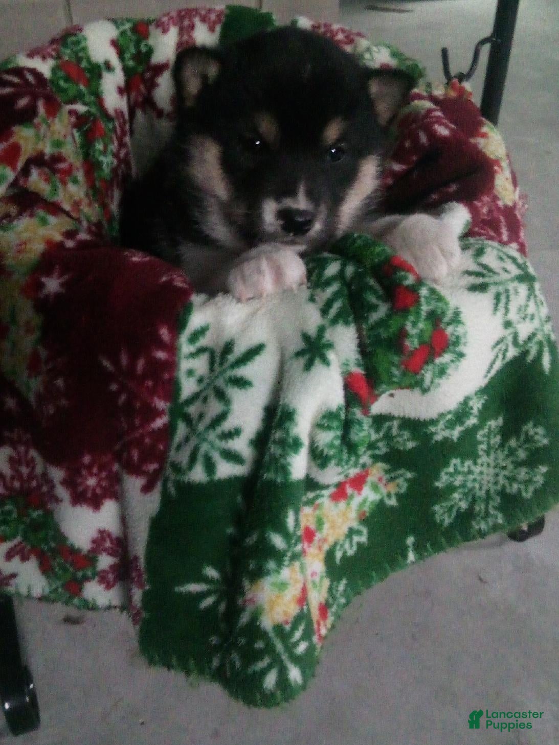 Shiba Inu dogs Nicholas - Ad 42