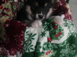 Shiba Inu dogs Nicholas - Ad 28