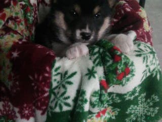 Shiba Inu dogs Nicholas - Ad 36