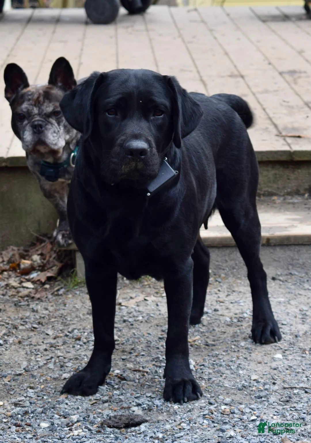 Labrador Retriever dogs for sale: Cole - Ad 3