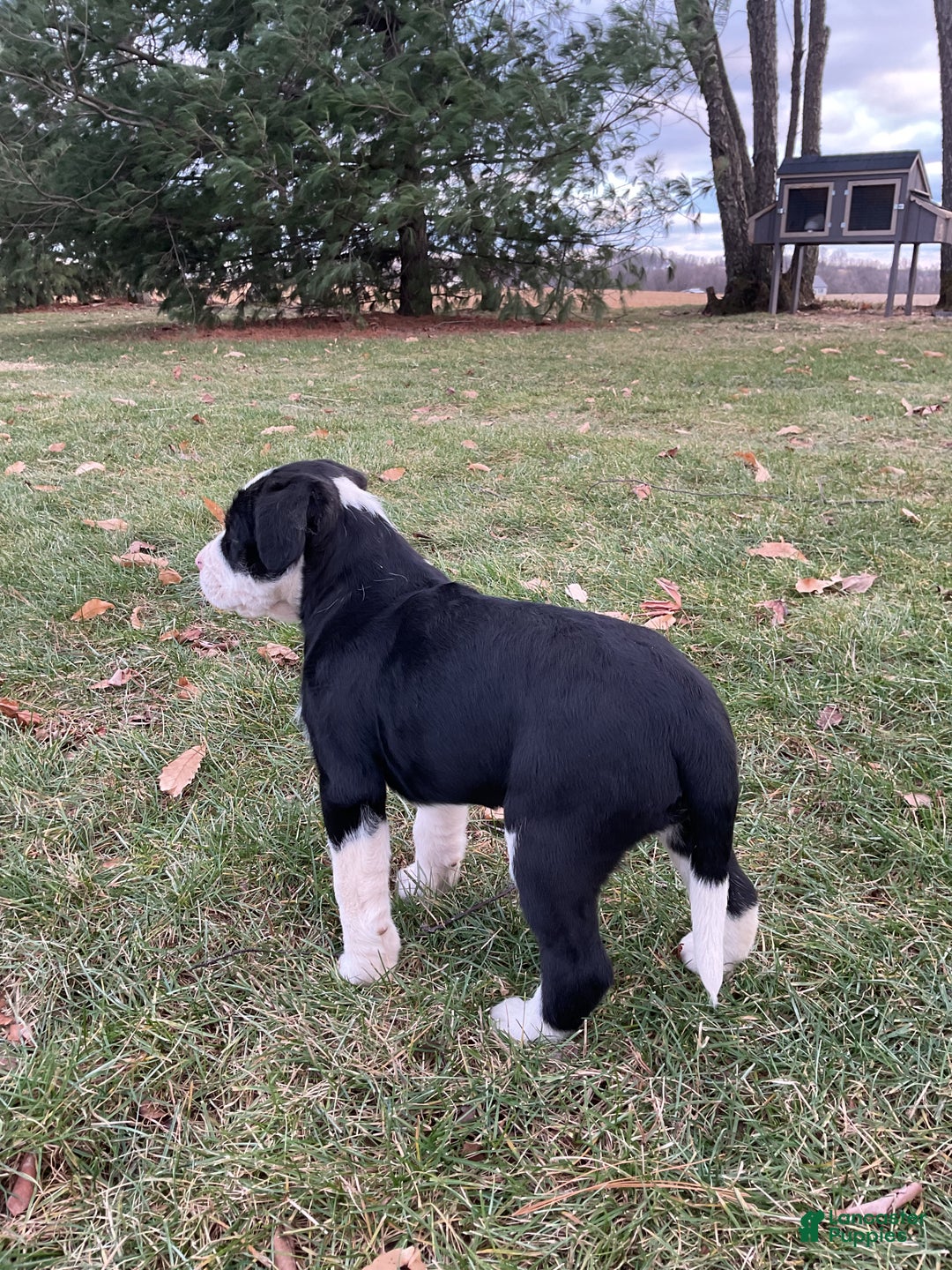 Mixed Breed dogs for sale: Eleanor  - Ad 8