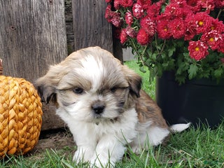 Mixed Breed dogs - Ad 5