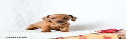 Miniature Dachshund dogs for sale: Peanut Butter - Ad 5