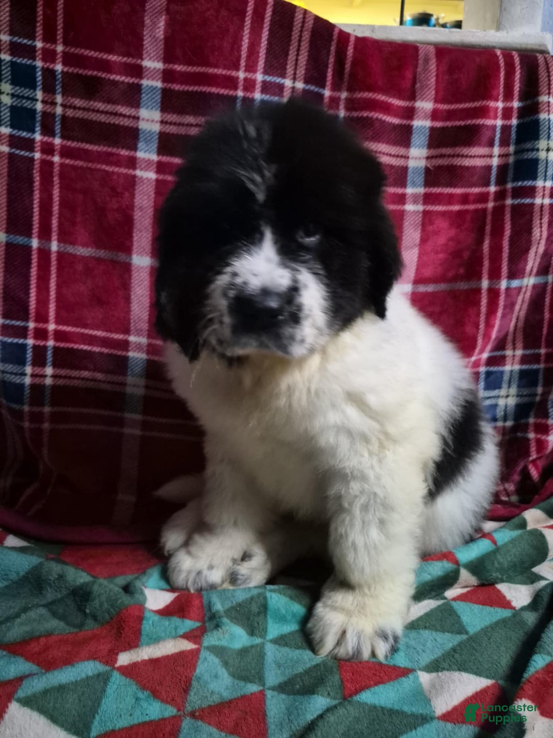 Newfoundland dogs for sale: Newfoundland Puppy 1 - Ad 7
