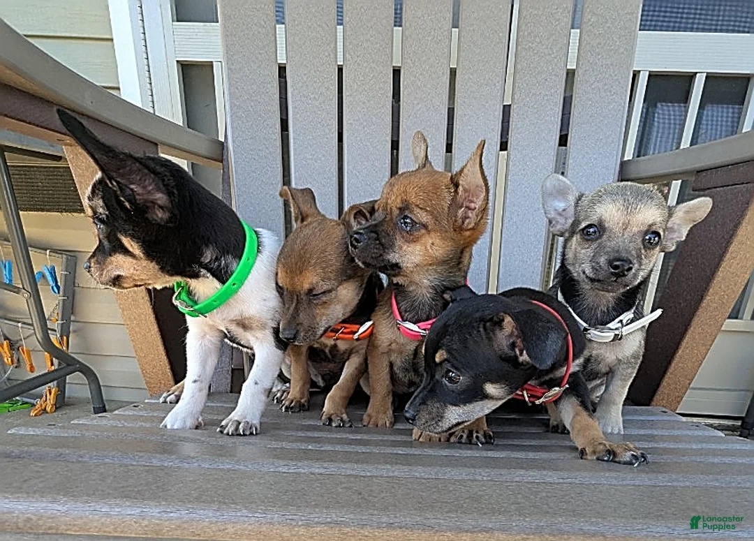 Gallery Image {{count}}