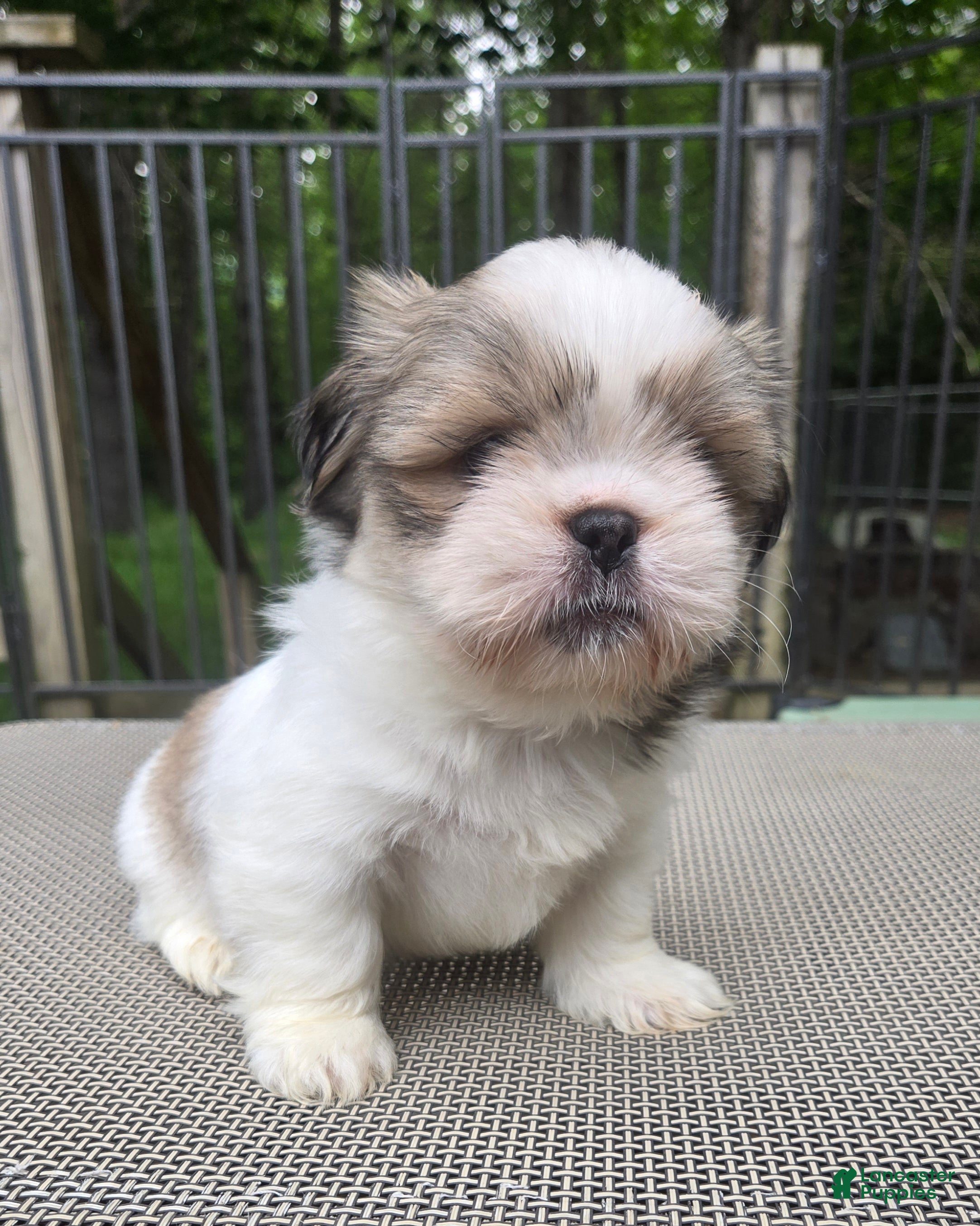 Mixed Breed dogs Shinese Bo - Ad 5