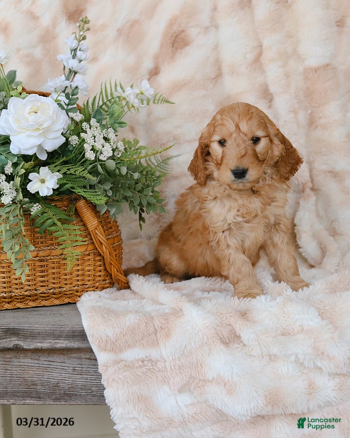 Goldendoodle dogs Grant - Ad 1