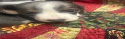Miniature Dachshund dogs for sale: Miniature Dachshund 1 - Ad 6