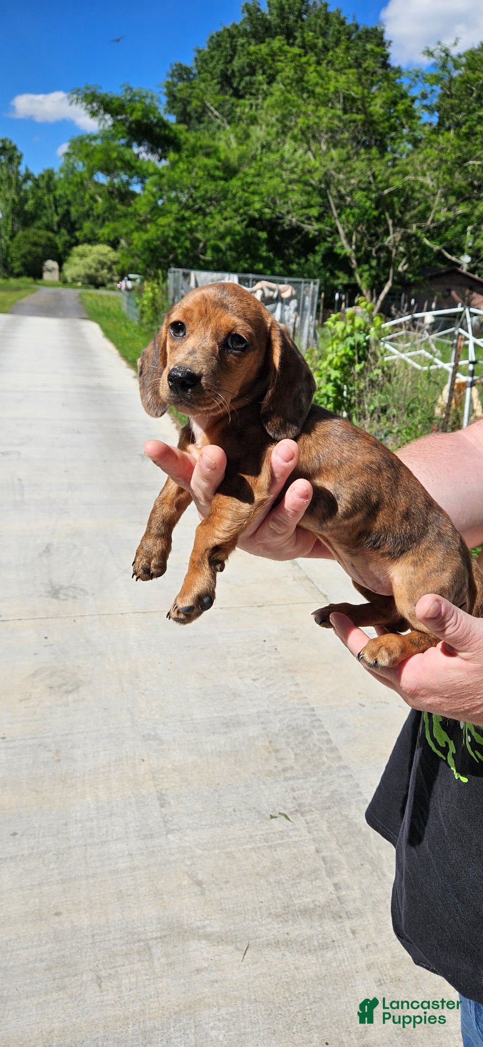 Miniature Dachshund dogs Birdie  - Ad 4