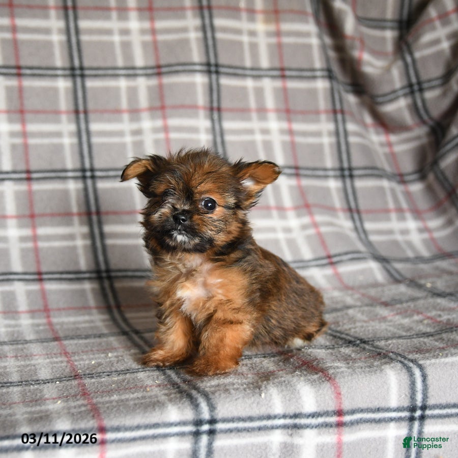 Shorkie dogs Lulu - Ad 2
