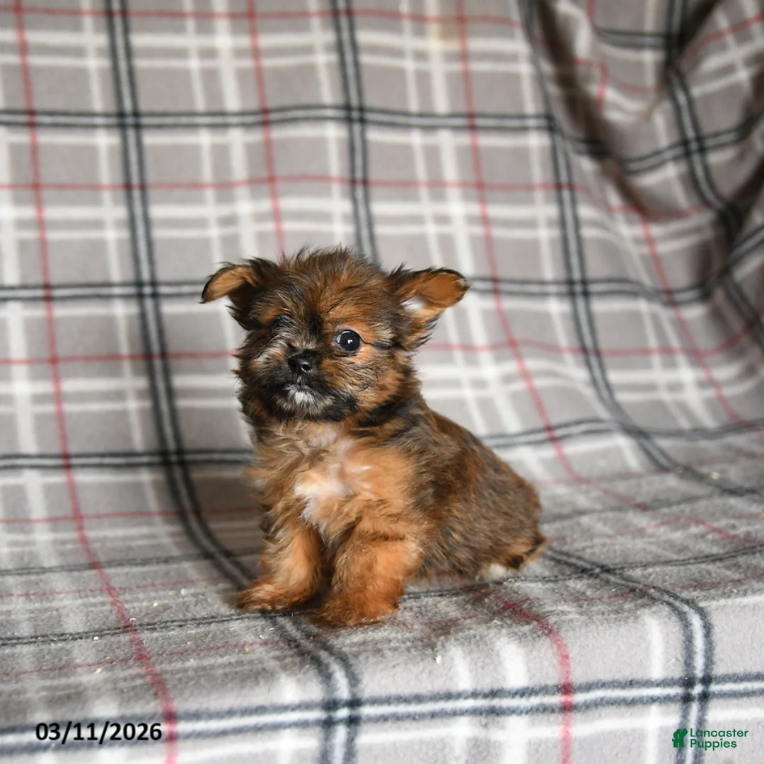 Shorkie dogs for sale: Lulu - Ad 2