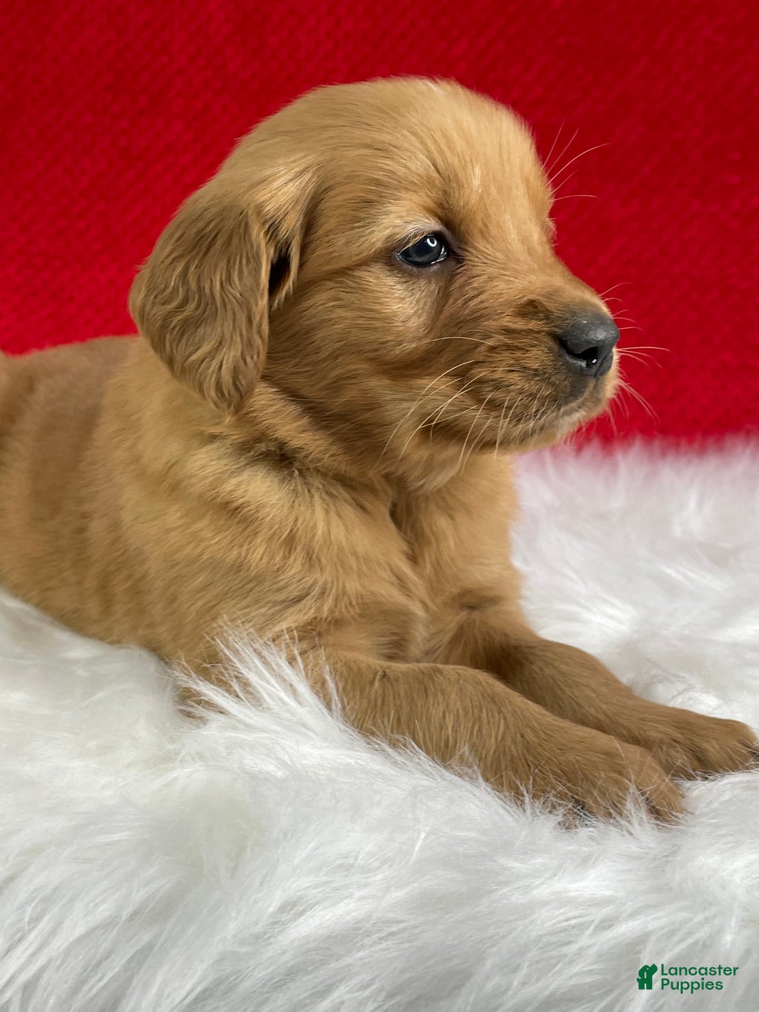 Golden Retriever dogs for sale: Nick - Ad 6