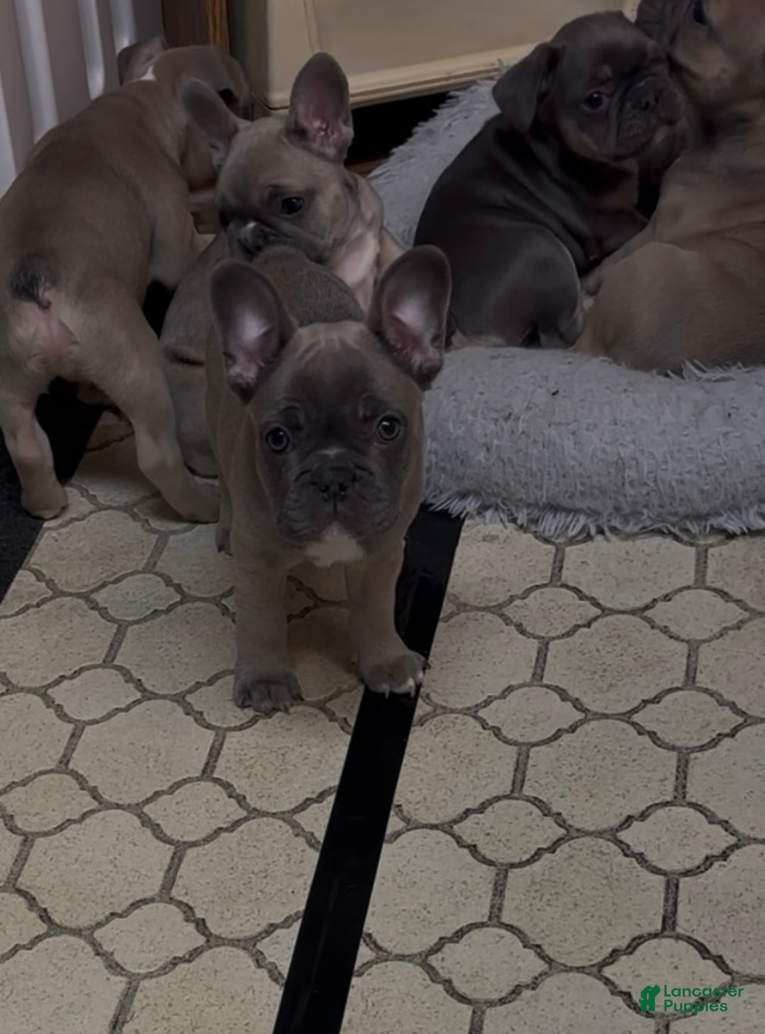 French Bulldog dogs for sale: Hugo - Ad 19
