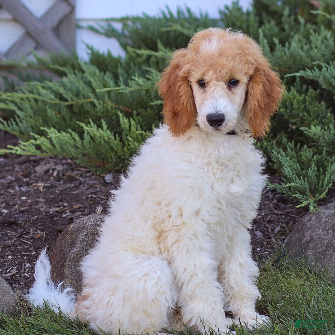 Standard Poodle dogs for sale: Ronnie - Ad 23