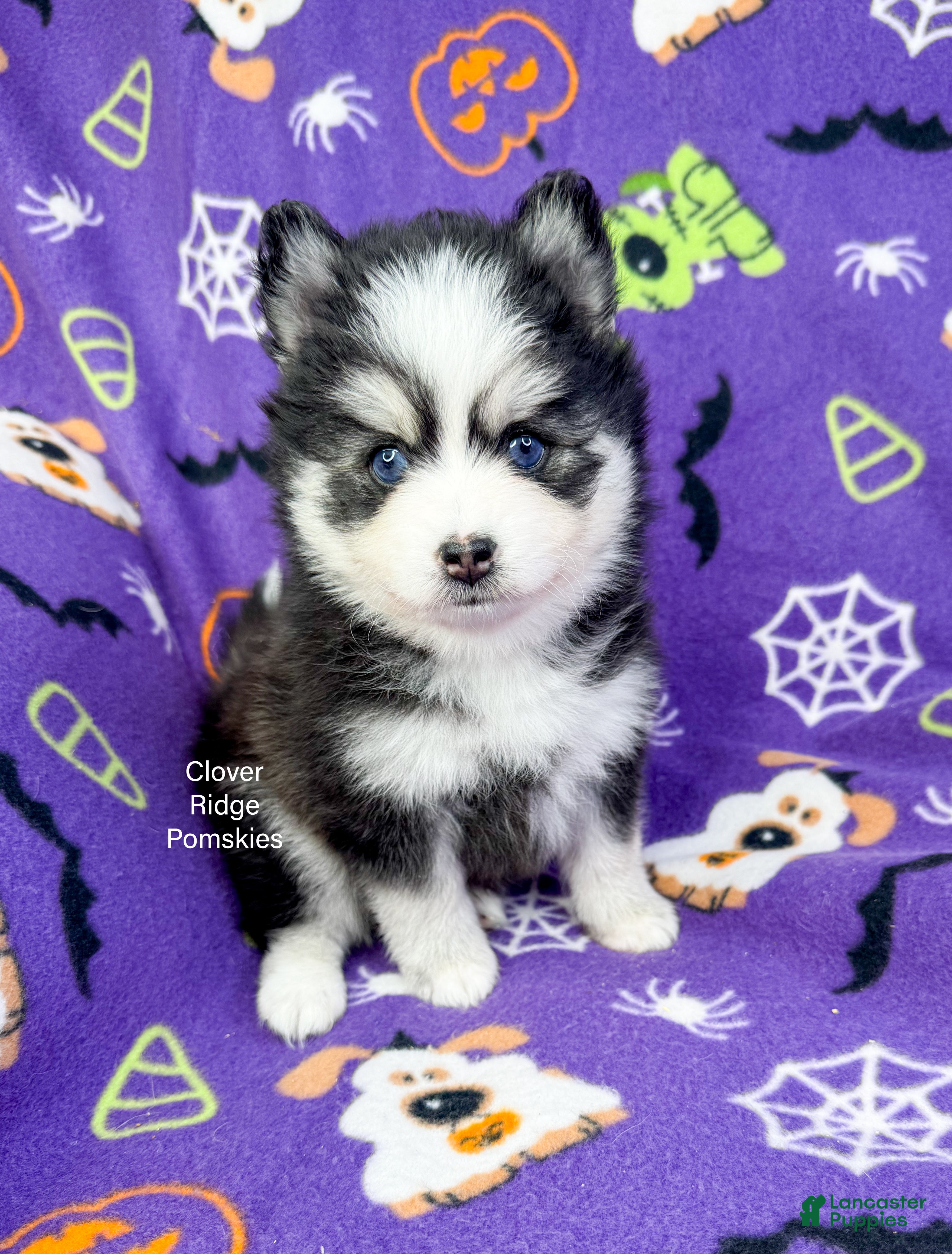 Pomsky dogs for sale: Boone - Ad 1