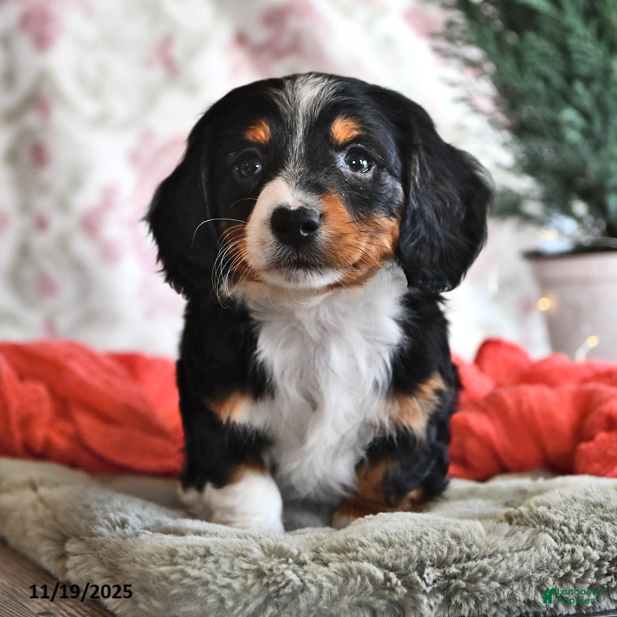 Miniature Dachshund dogs Seth - Ad 15