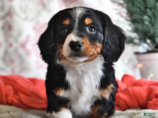 Miniature Dachshund dogs Seth - Ad 36