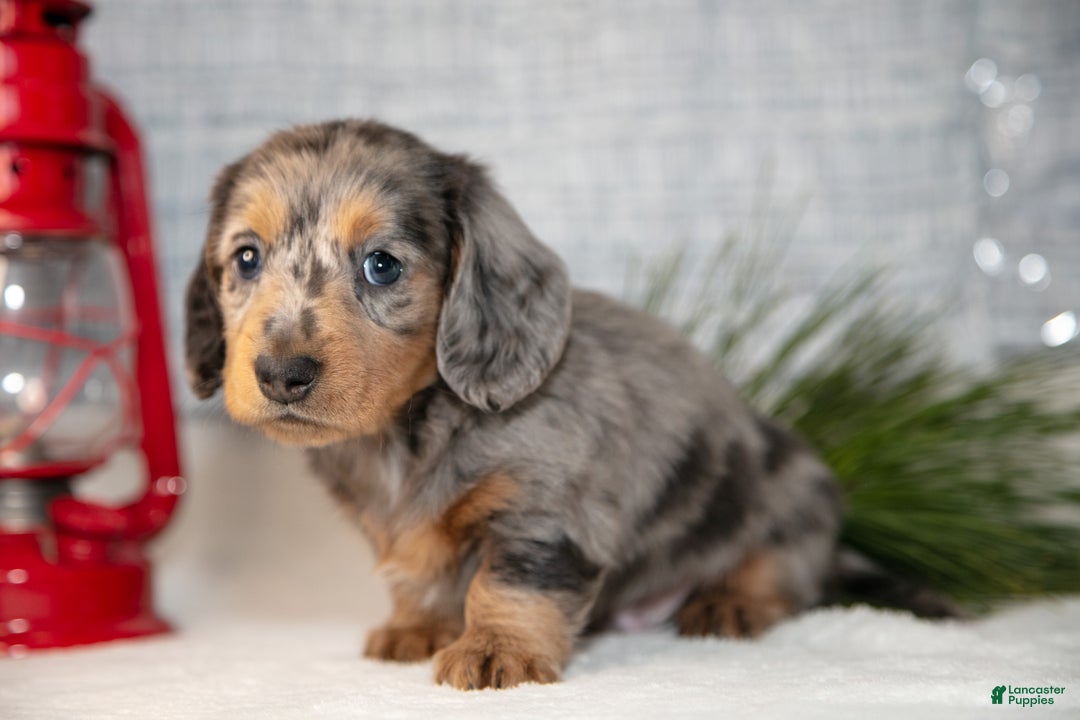 Miniature Dachshund dogs for sale: Bluey - Ad 3