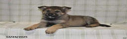 German Shepherd dogs for sale: Megan - Ad 4