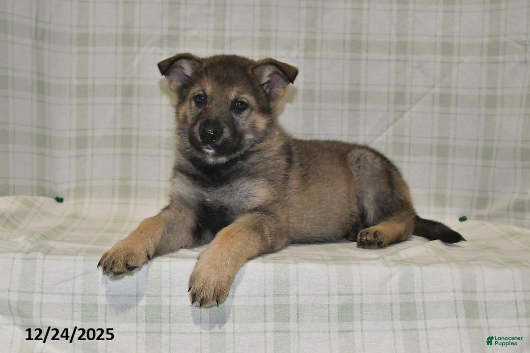 German Shepherd dogs for sale: Megan - Ad 4