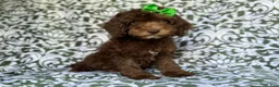 Cavapoo dogs for sale: Claire - Ad 5