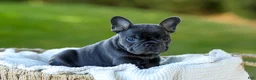 French Bulldog dogs for sale: Digger - Blue & Tan - Ad 3